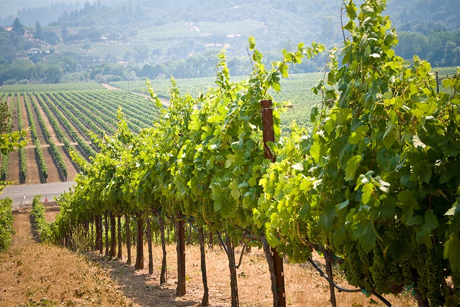Specialized Business Insurance - Scenic View of a Row of Grapes Growing in a Vineyard in California on a Sunny Day